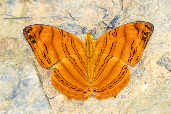 Chersonia rahria-9714-Gopeng, Sungai Geroh - 13/03/25