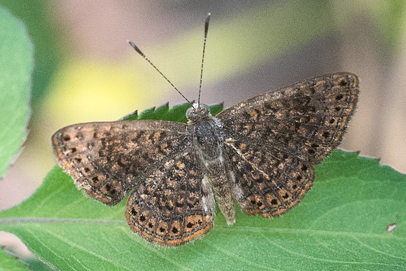 Calephelis sp-2880