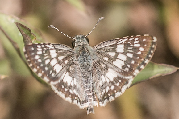 Pyrgus adepta-4874