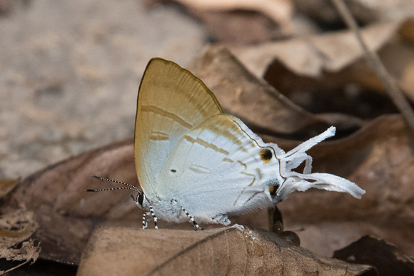 Zeltus amasa amasa-3976 - Doi-Suthep 8/03/23