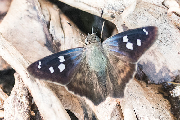 Polygonus manueli-5808