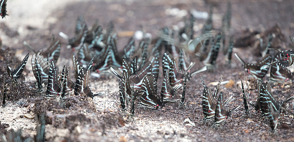 Protographium philolaus-2412