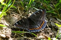 Limenitis populi-0062