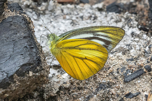 Cepora nadina-8971