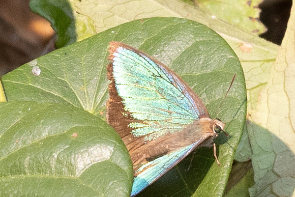 Arhopala eumolphus-6118- Doi Suthep - 28/03/25