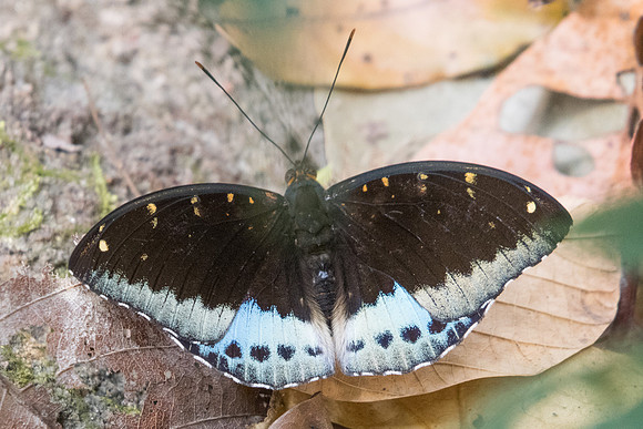 Lexias pardalis jadeitina-7024 - Doi-Suthep - 10/03/23