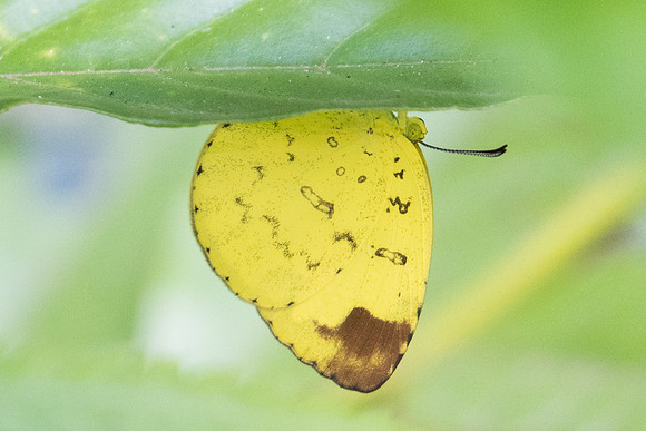 Eurema blanda id--0546 - Koh Samui - 18/03/23