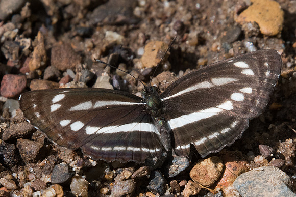 Neptis clinia id--7989 - Chiang Dao - 14/11/23
