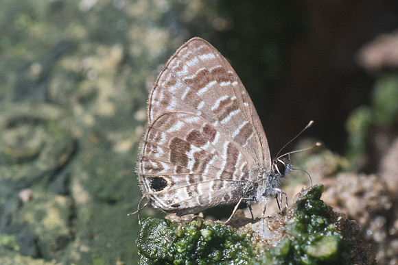 Prosotas aluta-8888 - Chiang Dao - 14/11/23