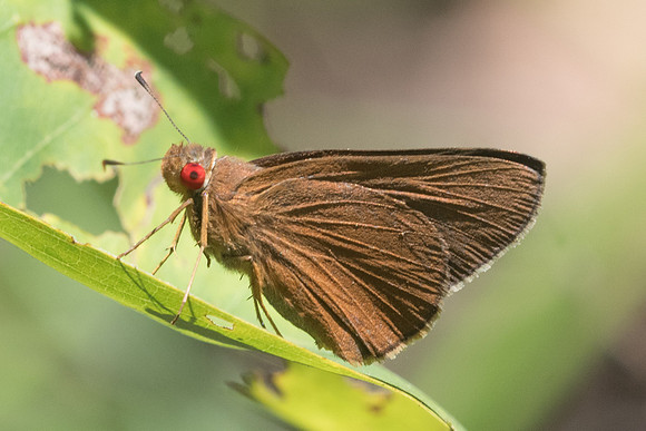 Matapa aria id--3565 - Chiang rai - 20/11/23