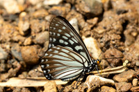 Hestina persimilis-1705 - Chiang Dao - 18/03/25
