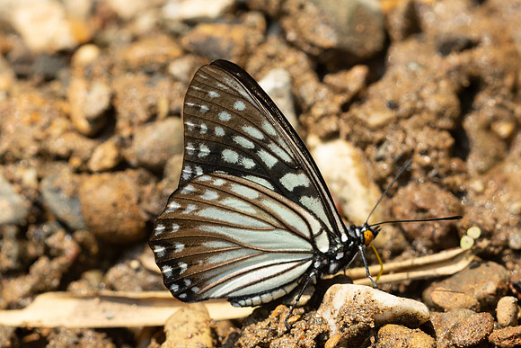 Hestina persimilis-1705 - Chiang Dao - 18/03/25