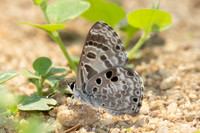 Niphanda asialis-1393 - Chiang Dao - 17/03/24