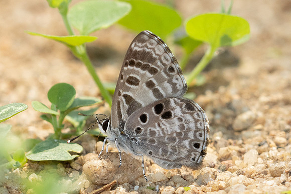 Niphanda asialis-1393 - Chiang Dao - 17/03/24