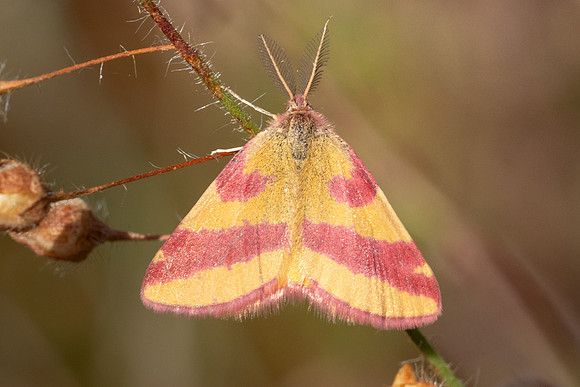Lythria cruentaria-8736- Fontainebleau - 4/08/24