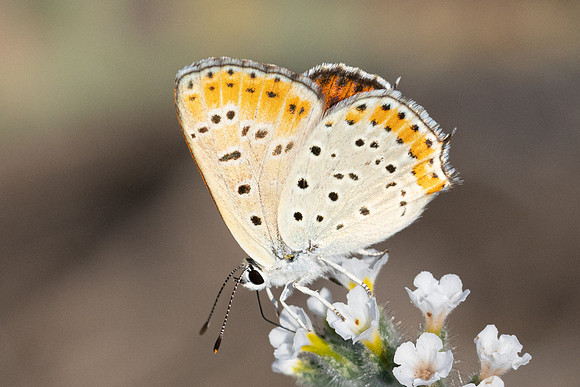 Lycaena thersamon-1655 - Pergé Antalya - 20/09/24