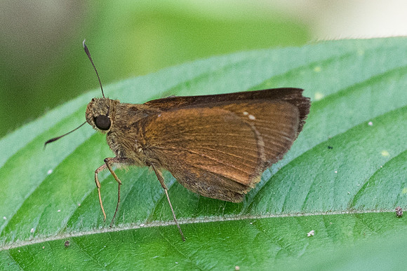 Caltoris sp-4591 - Phanom Bencha Mountain - 23/11/23