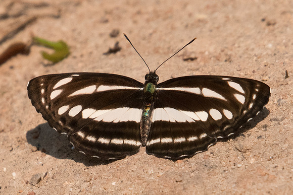 Neptis clinia susruta-5238 - Doi-Suthep 9/03/23