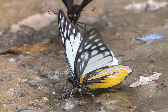 Prioneris thestylis thestylis-9970- Chiang Dao  - 11/03/23