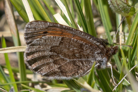 Erebia pandrose-2936 - Galibier - 28/06/25