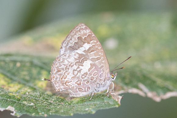 Arhopala paraganesa-4974 - Huai Sai Lueang Waterfall - 25/03/25