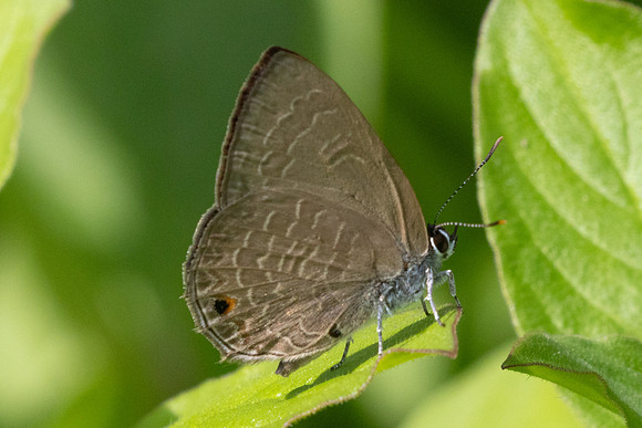 Anthene emolus-9784