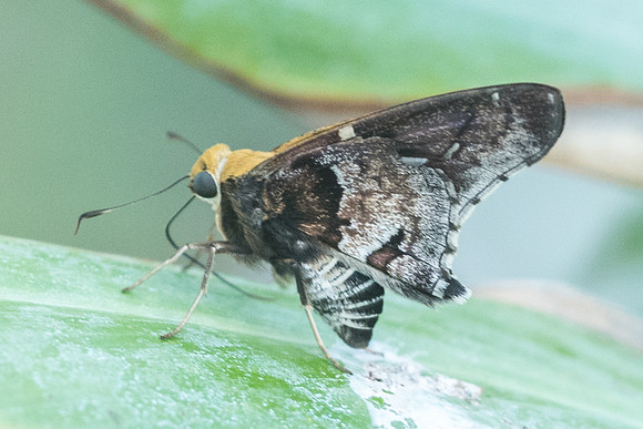 Proteides mercurius-5823