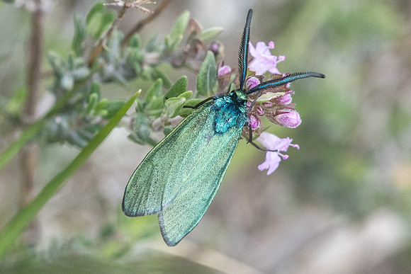 Adscita sp ♂-7700 - Cipières - 15/05/21