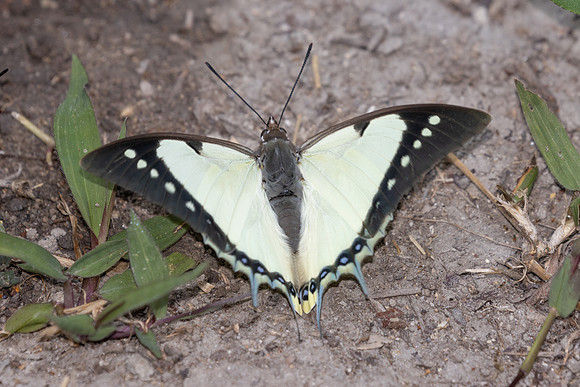 Polyura dolon-3511