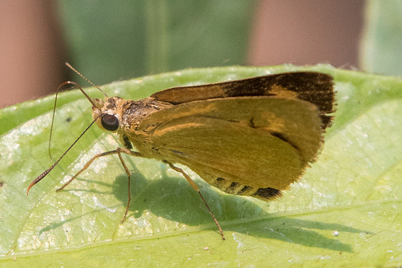 Cupitha purreea-9797 - Doi-Suthep - 7/03/23