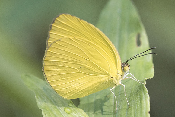 Eurema dina-5