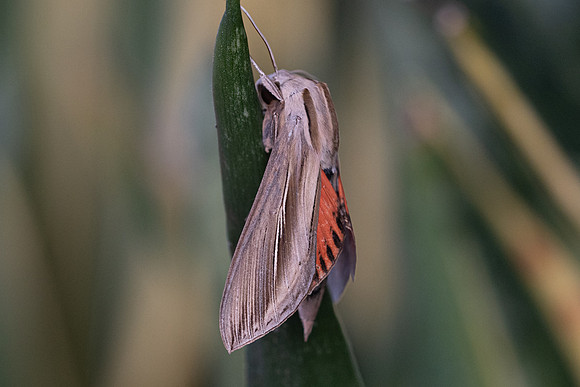 Moth-8126