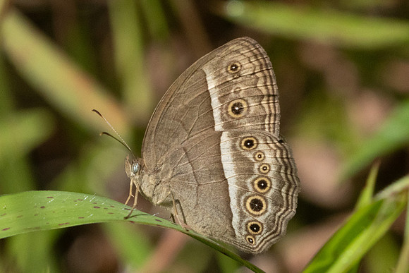 Mycalesis visala id--8378