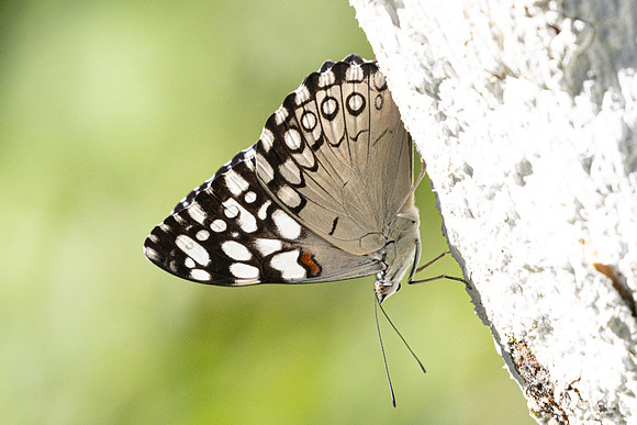 Hamadryas feronia-4305 - Barichara - 10/06/24