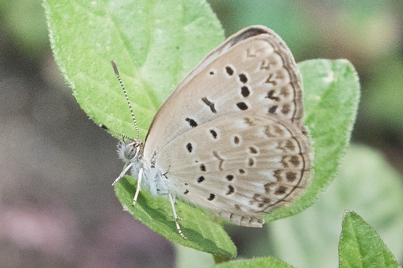 Pseudozizeeria maha maha -8867 - Chiang Mai - 14/03/23
