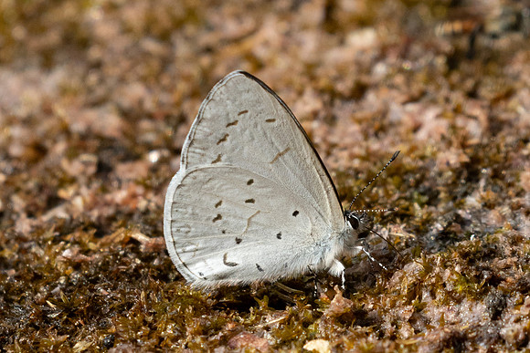 Udara dilecta-4105