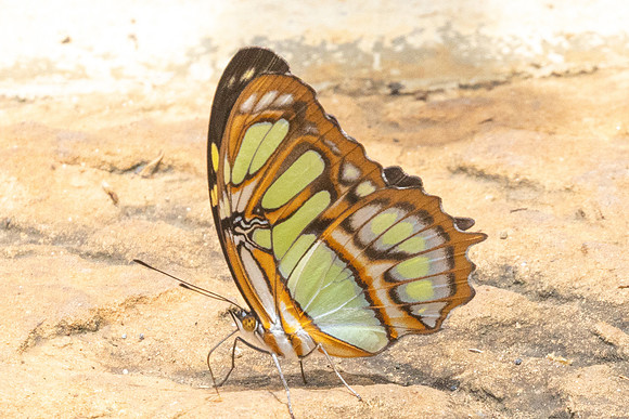 Siproeta stelenes-3413 - Barichara - 9/06/24