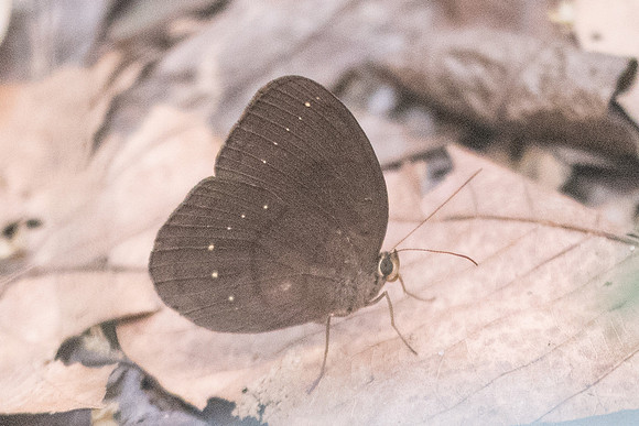 Faunis canens-1759 - Doi-Suthep - 8/03/23