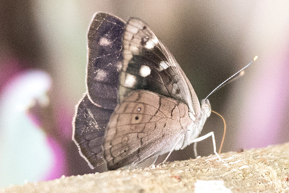 Eunica monima-6032
