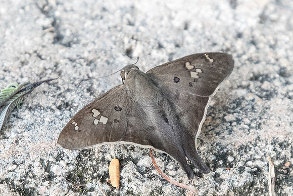 Polythrix asine-5239