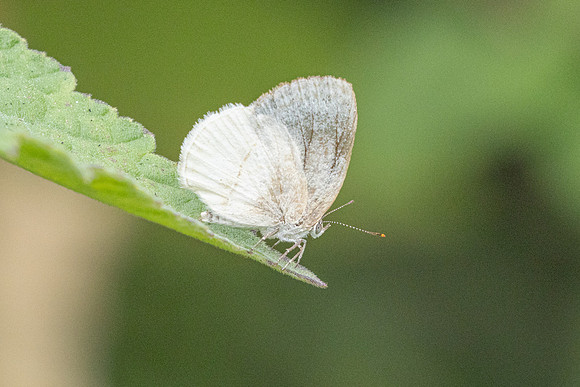 Arawacus dumenilii-4733- Chicamocha - 10/06/24