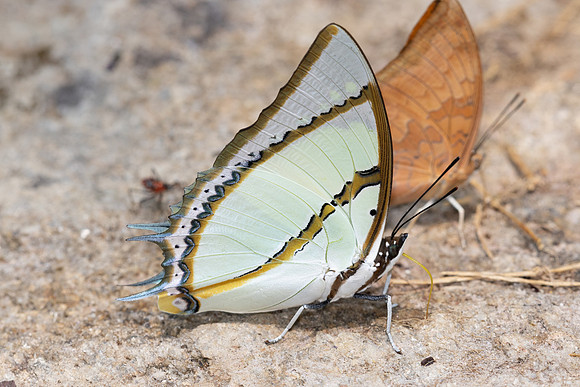 Polyura dolon-4879