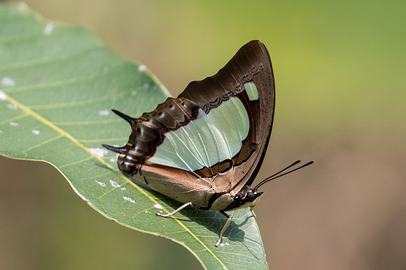 Polyura arja arja-3574 - Doi-Suthep - 8/03/23