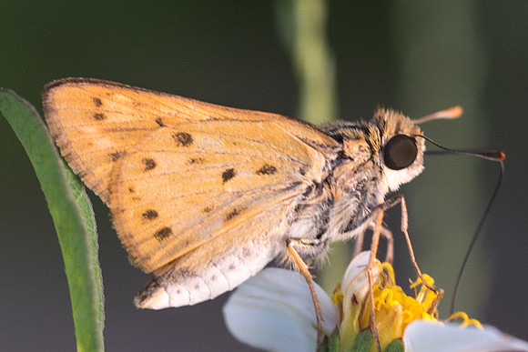 Hylephila phyleus-2911