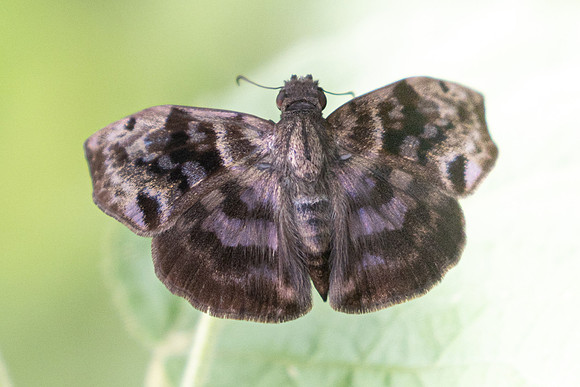 Ebrietas anacreon-3142