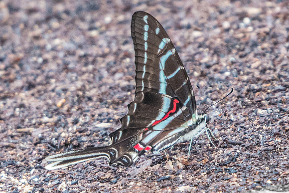 Protographium philolaus-2430