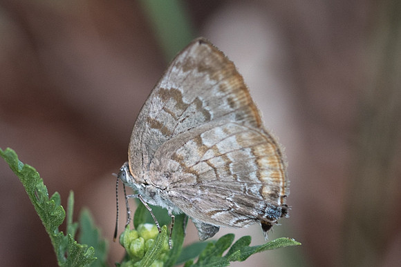 Rekoa palegon-5129