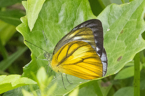 Cepora nadina-8947
