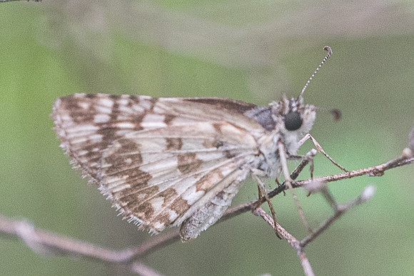 Pyrgus adepta-2707