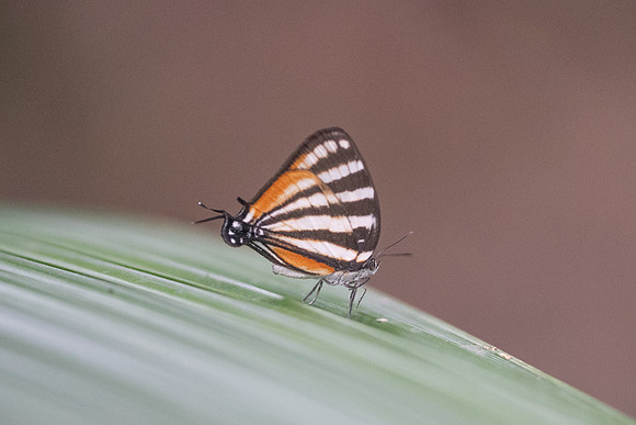 Arawacus lincoides -1105 -Bucaramanga - 13/05/19